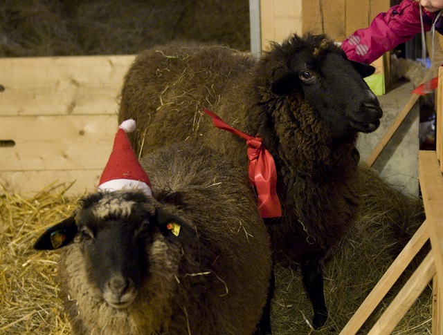 Advent im Stall Advent im Stall