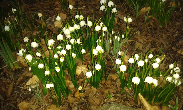Frühling Frühling