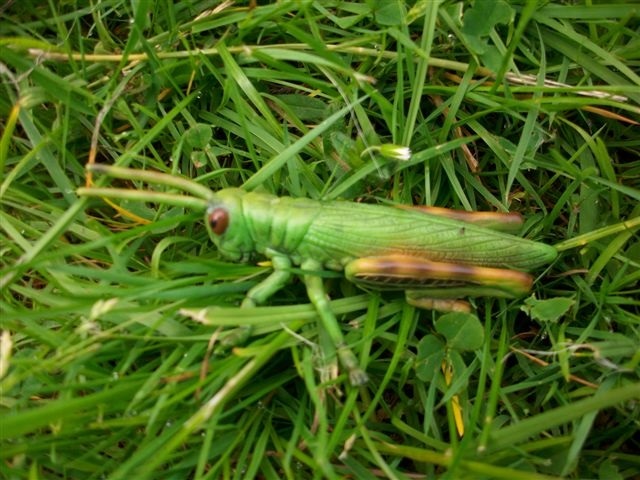 Heuschrecke Heuschrecke