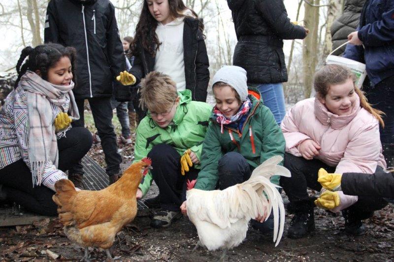 Huhn-Führung Huhn-Führung