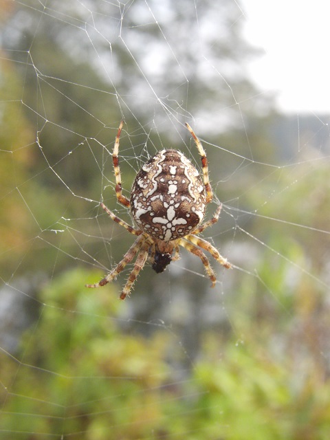 Spinne Spinne