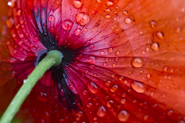 Mohnblume Mohnblume