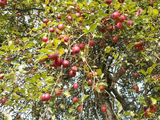 Rund um den Apfel Rund um den Apfel