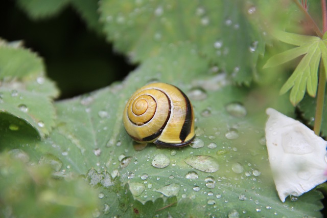 Schnecke Schnecke