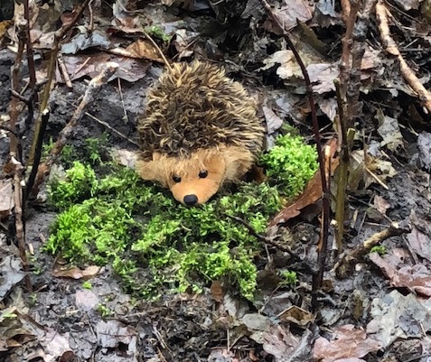 Igel im Laub Igel im Laub