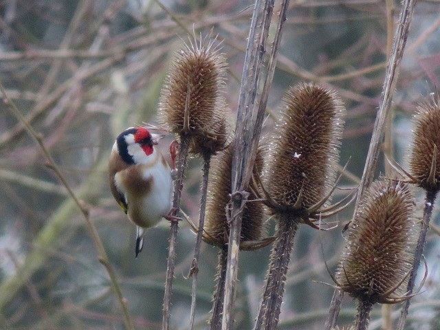 Vogel im Winter Vogel im Winter