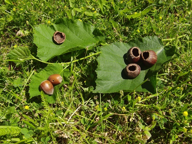 Tierspuren Tierspuren